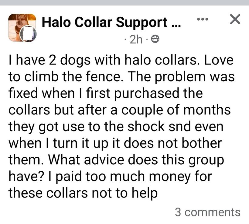 GPS collar owner reporting that two dogs habituated to the correction and began climbing the fence again
