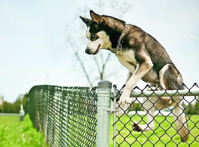 A husky scaling and leaping over a chain-link fence